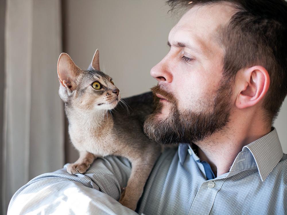 Abyssinian cat