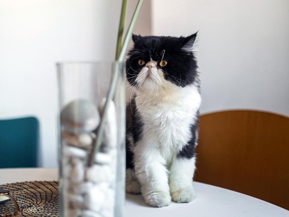 black and white Persian cat on table