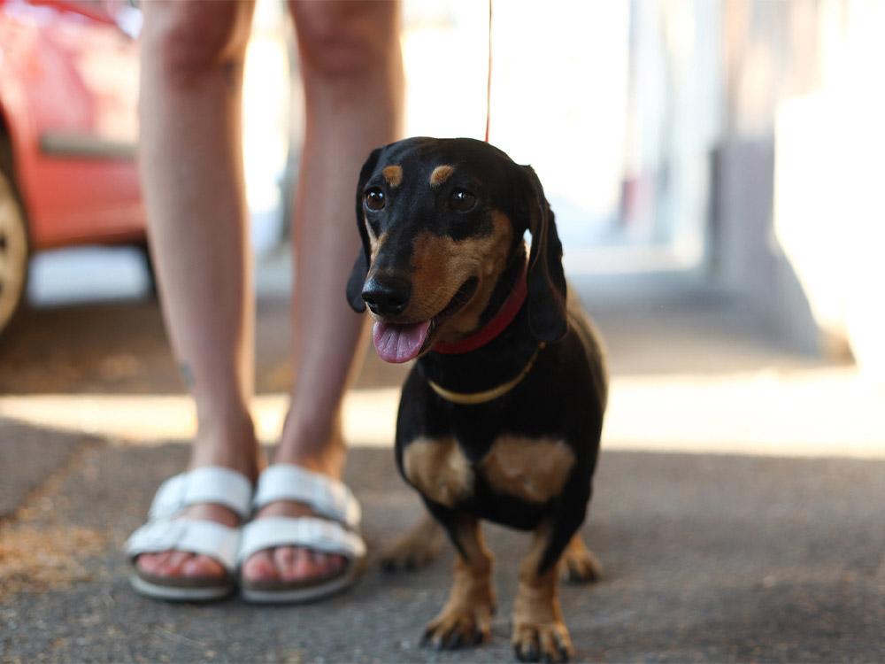 Mini Dachshund